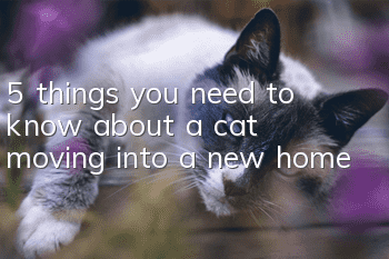 5 things you need to know about a cat moving into a new home