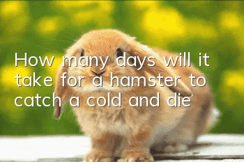 How many days will it take for a hamster to catch a cold and die?