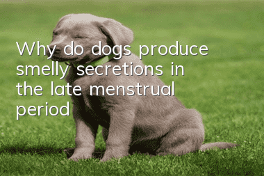 Why do dogs produce smelly secretions in the late menstrual period?