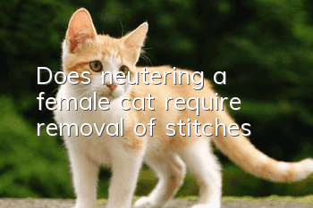 Does neutering a female cat require removal of stitches?