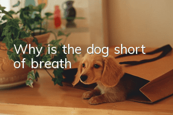 Why is the dog short of breath?