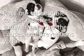 Pets are susceptible to skin diseases in summer, here are the causes and preventions you need to know!