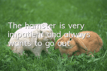 The hamster is very impatient and always wants to go out