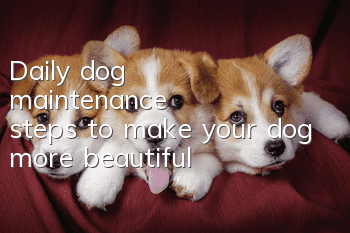 Daily dog ​​maintenance steps to make your dog more beautiful