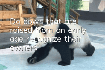 Do cows that are raised from an early age recognize their owners?