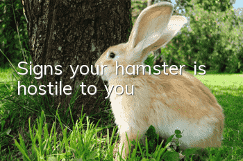 Signs your hamster is hostile to you