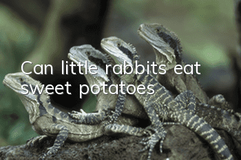 Can little rabbits eat sweet potatoes?