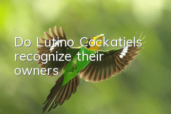 Do Lutino Cockatiels recognize their owners?