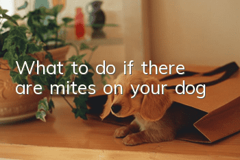 What to do if there are mites on your dog