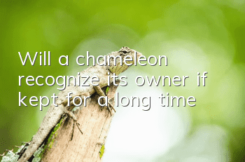 Will a chameleon recognize its owner if kept for a long time?