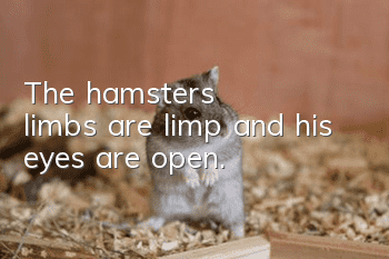 The hamster's limbs are limp and his eyes are open.