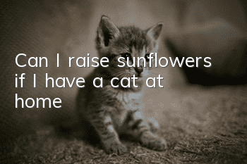 Can I raise sunflowers if I have a cat at home?