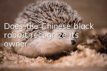 Does the Chinese black rabbit recognize its owner?