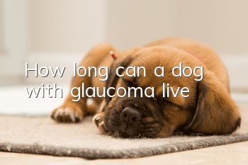 How long can a dog with glaucoma live?