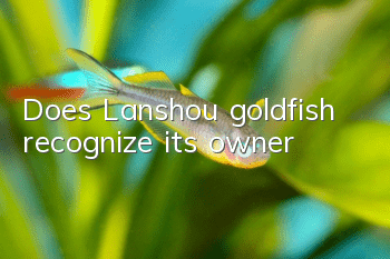 Does Lanshou goldfish recognize its owner?