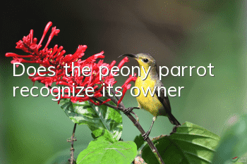 Does the peony parrot recognize its owner?