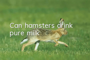 Can hamsters drink pure milk?