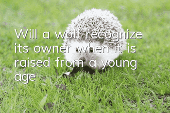 Will a wolf recognize its owner when it is raised from a young age?