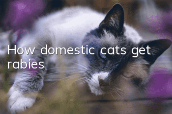 How domestic cats get rabies