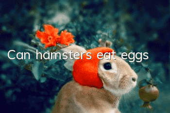 Can hamsters eat eggs?