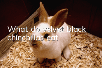 What do velvet black chinchillas eat?