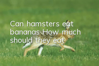 Can hamsters eat bananas? How much should they eat?