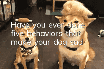 Have you ever done five behaviors that make your dog sad?