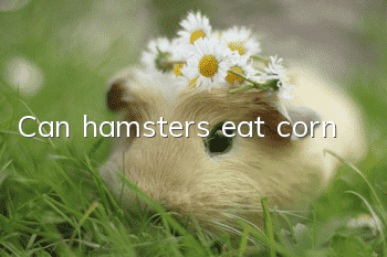 Can hamsters eat corn?