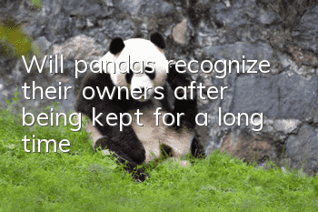 Will pandas recognize their owners after being kept for a long time?