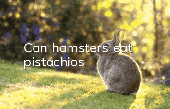 Can hamsters eat pistachios?