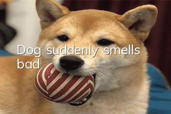 Dog suddenly smells bad