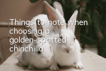 Things to note when choosing a golden-spotted chinchilla