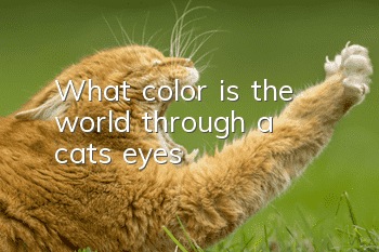 What color is the world through a cat’s eyes?