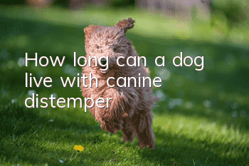 How long can a dog live with canine distemper?