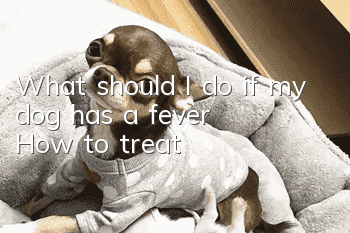 What should I do if my dog ​​has a fever? How to treat?