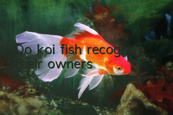 Do koi fish recognize their owners?