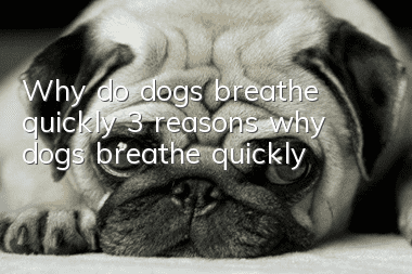 Why do dogs breathe quickly? 3 reasons why dogs breathe quickly