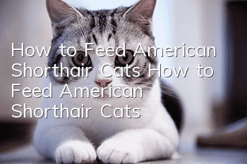 How to Feed American Shorthair Cats How to Feed American Shorthair Cats