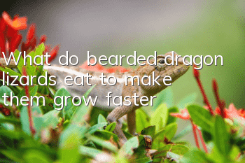 What do bearded dragon lizards eat to make them grow faster?