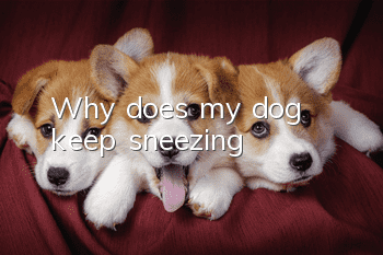 Why does my dog ​​keep sneezing?