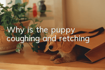 Why is the puppy coughing and retching?