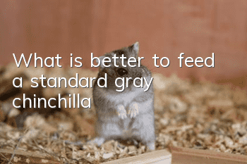 What is better to feed a standard gray chinchilla?