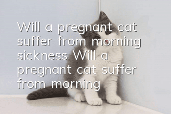 Will a pregnant cat suffer from morning sickness? Will a pregnant cat suffer from morning sickness?