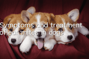 Symptoms and treatment of ear mites in dogs