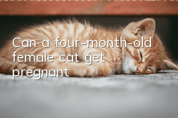 Can a four-month-old female cat get pregnant?