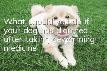 What should you do if your dog has diarrhea after taking deworming medicine?