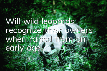 Will wild leopards recognize their owners when raised from an early age?