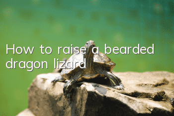 How to raise a bearded dragon lizard