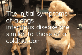 The initial symptoms of a dog’s infectious disease are similar to those of a cold, so don’t misjudge it!