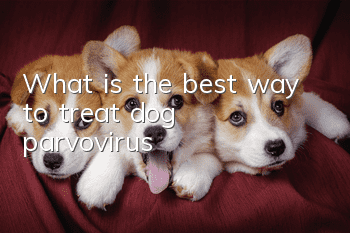 What is the best way to treat dog parvovirus?